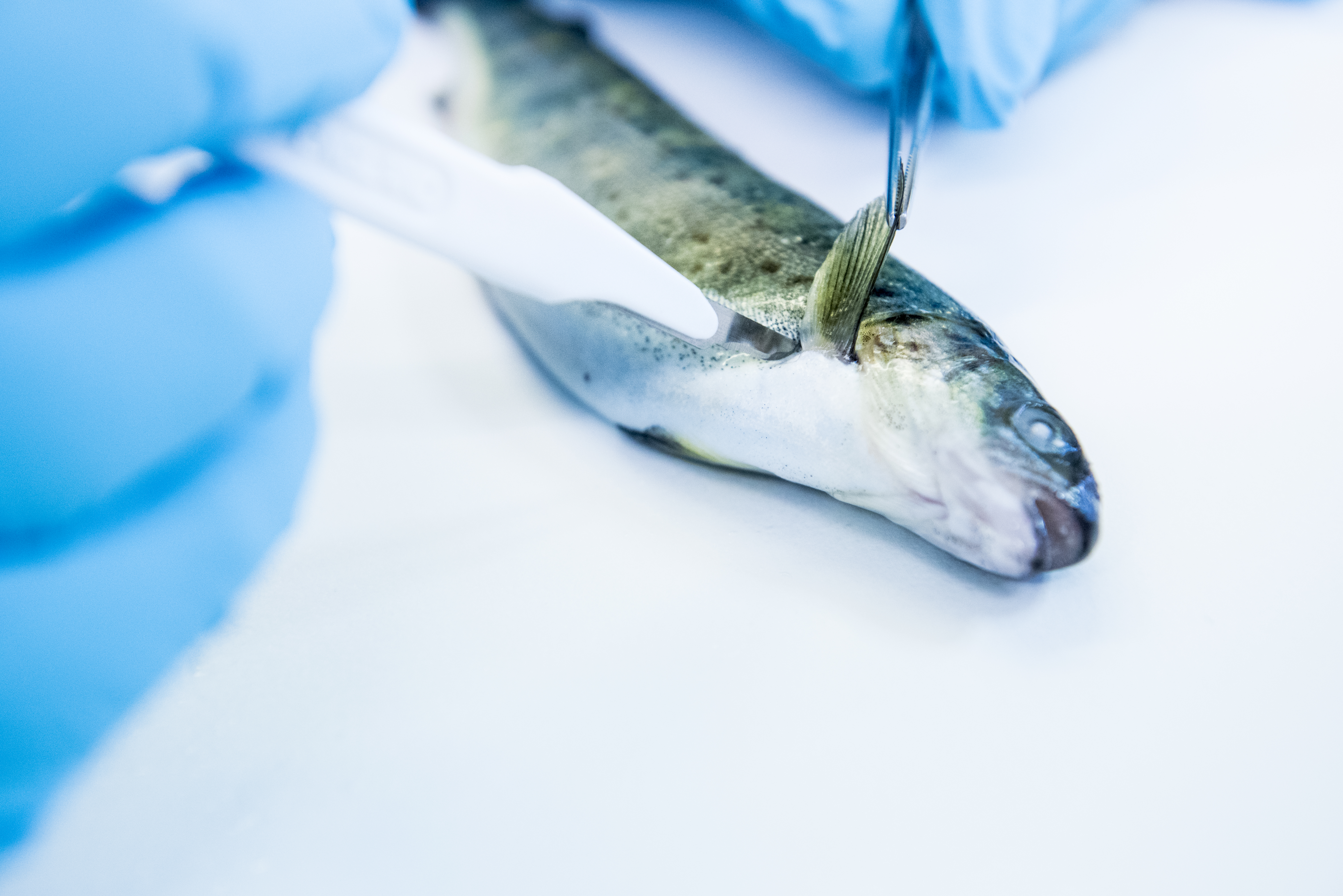 scalpel being used to dissect fish